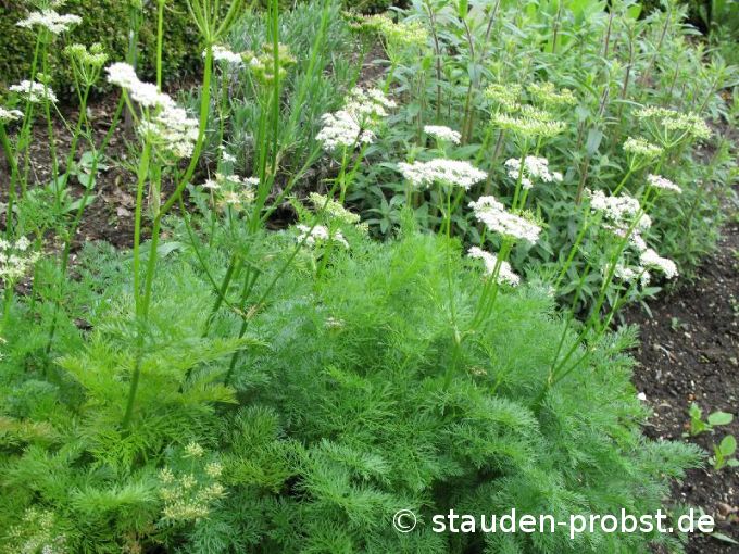 Ligusticum mutellina - Bayerwald Bärwurz