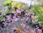 limonium-latifolium