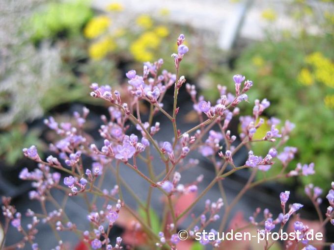 Limonium latifolium - Strandflieder, Meerlavendel