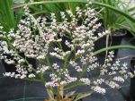 limonium-tataricum-2
