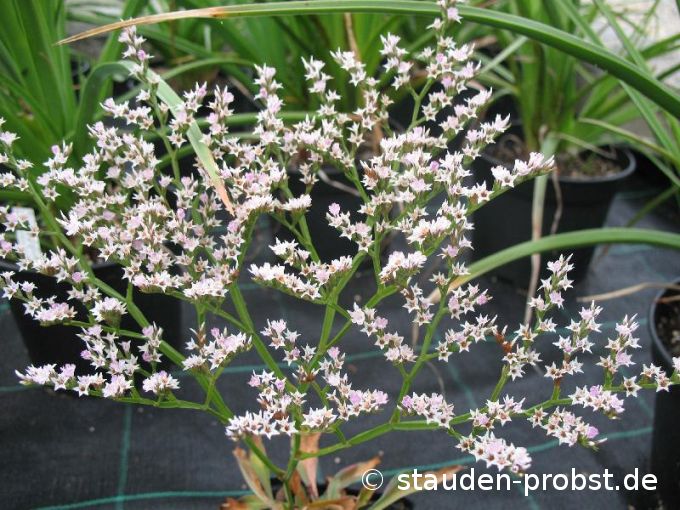 Limonium tataricum - Statice