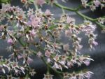 limonium-tataricum