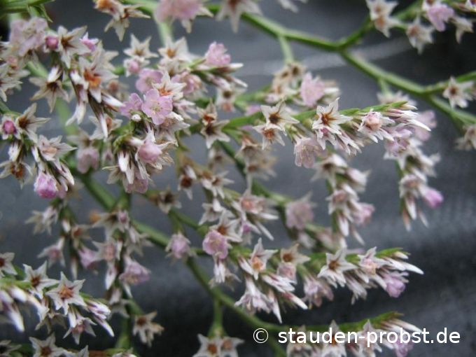 Limonium tataricum - Statice