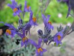 linaria-alpina