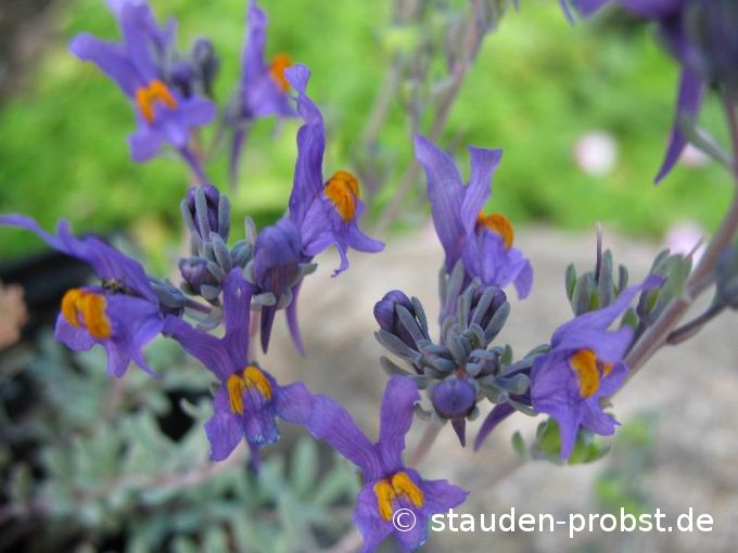 Linaria alpina - Alpenleinkraut