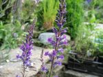 linaria-purpurea-2