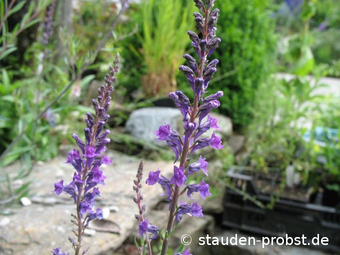 Linaria purpurea - Purpur Leinkraut