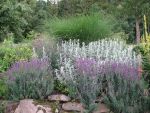 linaria-purpurea