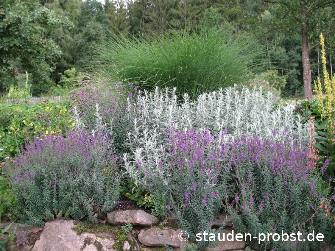 Linaria purpurea - Purpur Leinkraut