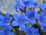 lithodora-diffusa-heavenly-blue