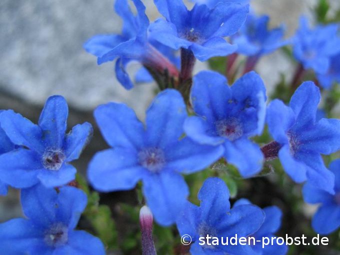 Lithodora diffusa 'Heavenly Blue' - Steinsame