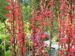 lobelia-fulgens-2