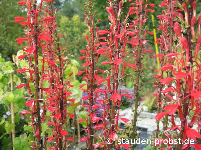 Lobelia fulgens - Lobelie
