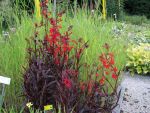 lobelia-fulgens-elmfeuer