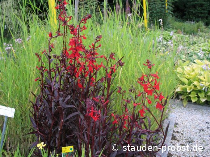Lobelia fulgens 'Elmfeuer' - Lobelie