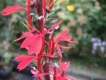 lobelia-fulgens