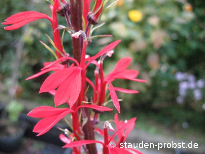 Lobelia fulgens - Lobelie