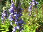 lobelia-siphilitica-2