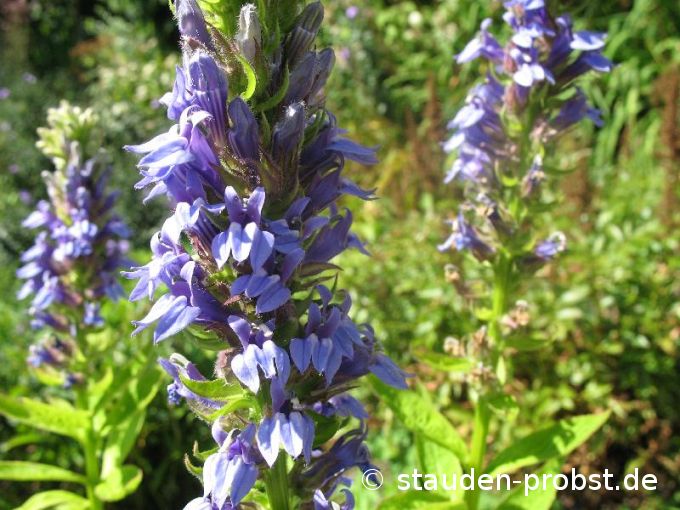 Lobelia siphilitica - Lobelie