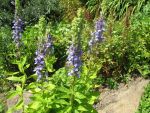 lobelia-siphilitica-3