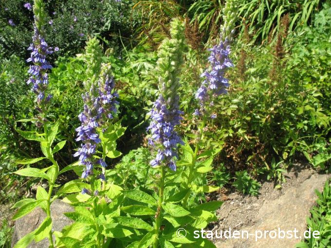 Lobelia siphilitica - Lobelie