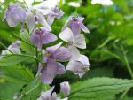 lunaria-redidiva-3