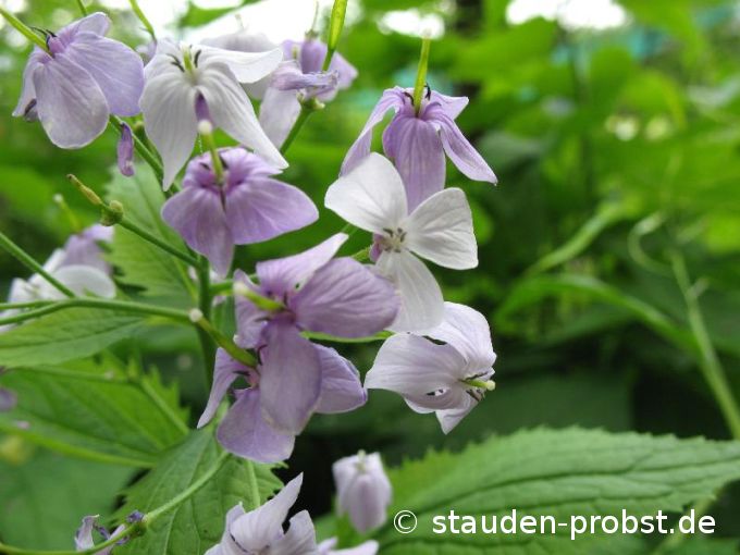Lunaria redidiva - Mondviole