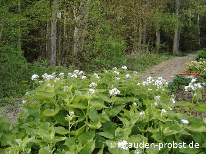 Lunaria redidiva - Mondviole