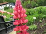 lupinus-polyphyllus-edelknabe