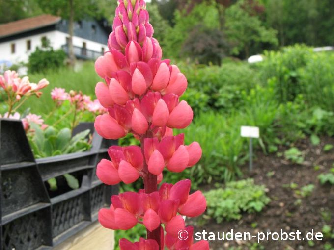 Lupinus polyphyllus 'Edelknabe' - Lupine