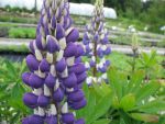 lupinus-polyphyllus-kastellan
