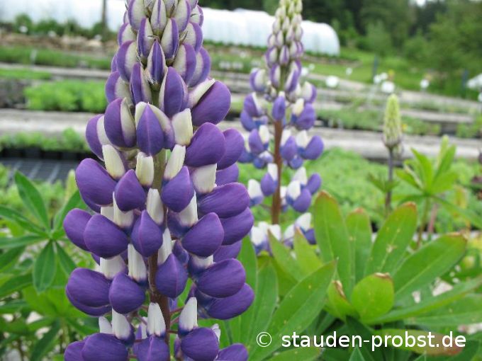 Lupinus polyphyllus 'Kastellan' - Lupine