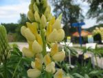 lupinus-polyphyllus-kronleuchter