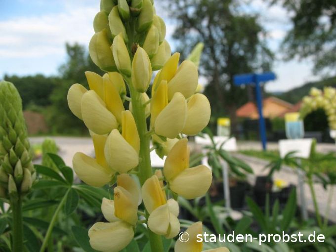 Lupinus polyphyllus 'Kronleuchter' - Lupine
