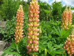lupinus-polyphyllus-stairway-to-heaven