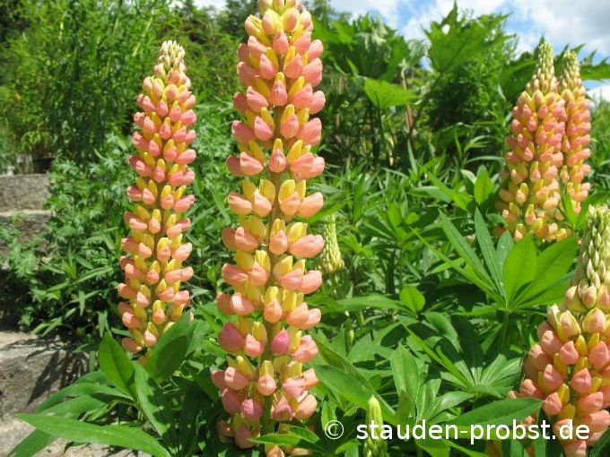 Lupinus polyphyllus 'Stairway to Heaven' - Lupine