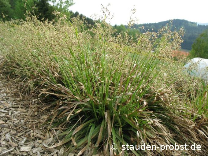 Luzula sylvatica - Waldhainsimse