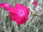 lychnis-coronaria-2
