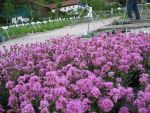 lychnis-alpina-3