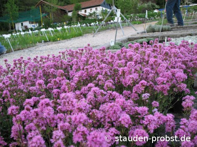 Lychnis alpina - Alpenlichtnelke