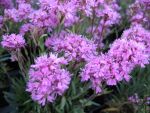 lychnis-alpina