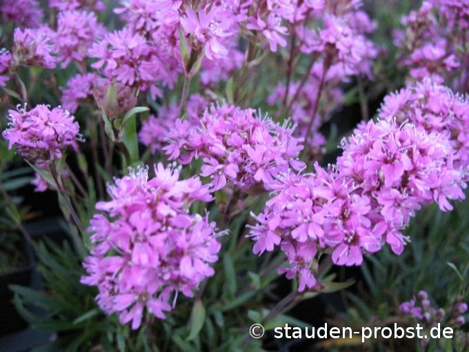 Lychnis alpina - Alpenlichtnelke
