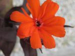 lychnis-arkwrightii-orange-zwerg