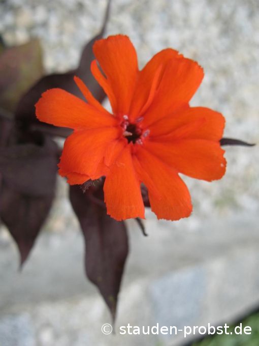 Lychnis arkwrightii 'Orange Zwerg' - Zwerglichtnelke