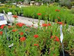 lychnis-chalcedonica-2
