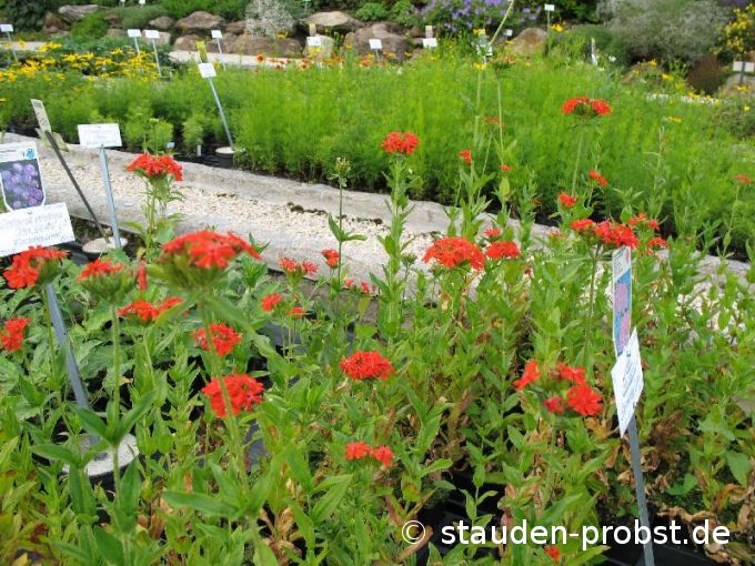 Lychnis chalcedonica - Brennende Liebe