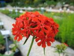 lychnis-chalcedonica