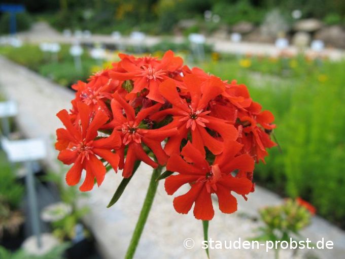 Lychnis chalcedonica - Brennende Liebe