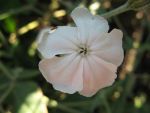 lychnis-coronaria-alba