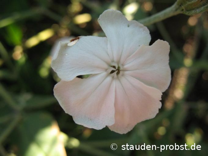 Lychnis coronaria 'Alba' - Wei&szlig;e Vexiernelke